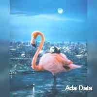 dataadaa's profile picture. Hape | karafuru | adidas | lostboys | ssow | broadside | unusual whales 🐳 | hugo io