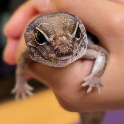 cocoyaji's profile picture. 🇯🇵無言フォロー失礼します🇯🇵玉サバ、和金、メダカ、オヤニラミ、ニシアフリカトカゲモドキを飼育しています🇯🇵戦闘機、サッカー、モータースポーツの撮影もしています