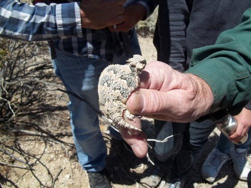 Ecotoad's profile picture. 