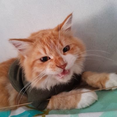 bolukukuspisang's profile picture. ada perlu ape nih?