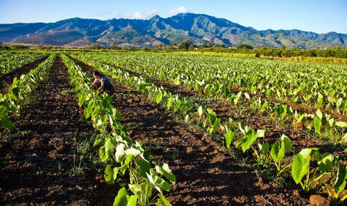 The Save O'ahu Farmlands Alliance is pro-farm, pro-environment, and Hawaiian organizations and individuals, joined together for projects to save Oʻahu farmlands