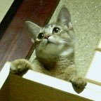 AbyssinianNina's profile picture. 