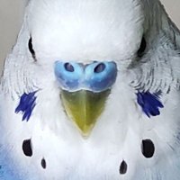 chi-mos (@chi_mos_) Twitter profile photo