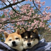 aluka (@aluka___) 's Twitter Profile Photo aluka (@aluka___) 's Twitter Profile Photo