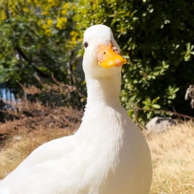 Chara_Pomme's profile picture. コールダックのChara(キャラ)とPomme(ポム)の何気ない日常をお届け𓈒 𓂂𓏸📖🦆 Chara 2021.6.13 ♂ Pomme 2021.7.10 ♀ Instagram→ https://t.co/FF6CTtPbJa
