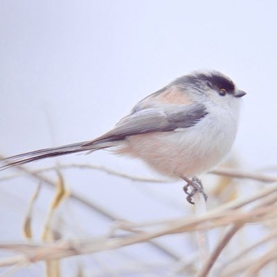 夢への道には確かに高い壁がありますが、それは大好きでない人だけを遮ります。🚄悲観的な人は生きてまだ死んで、楽観的な人は永遠に生きません。