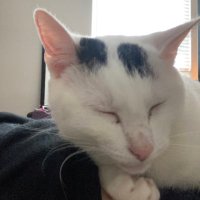 Plagued Moth (Backup) (@rottingwraith) 's Twitter Profile