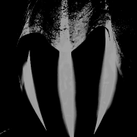 WRAITH (@necroxfear) 's Twitter Profile