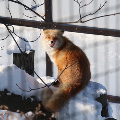 カメラ初心者です！動物とか野球写真その他諸々Canon EOS 70D efs18-135mmTAMRON70-300mm