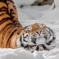 Banoffee (@banoffeeeeeeeee) 's Twitter Profile