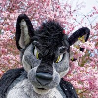 Tanor the Wolf(@TanorTheWolf) 's Twitter Profile Photo