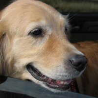 L a v (@selphiewelphie) 's Twitter Profile