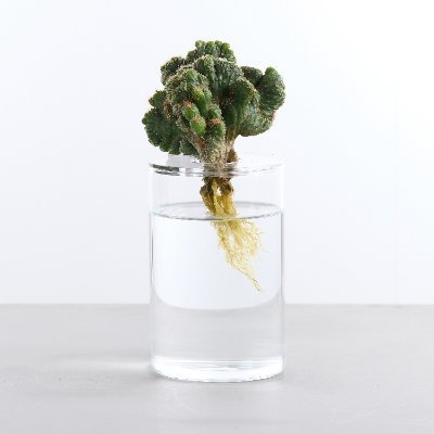 mizuhen's profile picture. サボテンや多肉植物の水栽培をやっているmizuhenです。水栽培専用容器を作りました。 成長記録などが中心です。