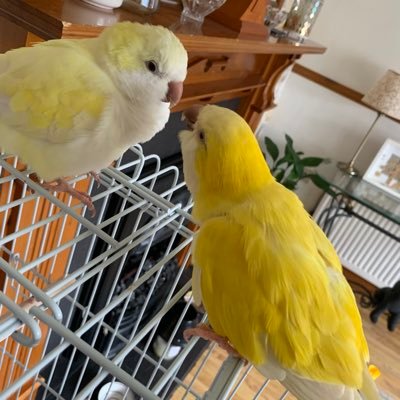 Daisy & Gus…the adventure begins 💛🌼 Dexter, Forever mummy's gorgeous, gorgeous, gorgeous boy, talking human, possibly vaccinated by a gramophone needle🤣🐦