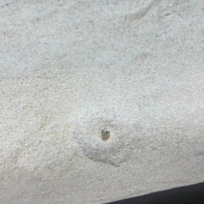 icu_ar's profile picture. HU 04