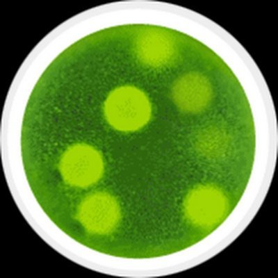 OrganismSeven's profile picture. The only objective criterion of superiority among human races, as among all other species, is biological: The strong survive, the weak perish.