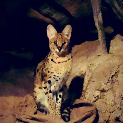 SoMe090705's profile picture. ステル R6.3.4 🌈ステルは私の中で1番美しいサーバルキャット♡♡R5.3.15 マリン🌈娘はマリンが大好きでした。ステルの婿入りした しょうくんをこれからも応援します。ライオン🦁トラ🐯シロクマ🐻‍❄️大好き♥️