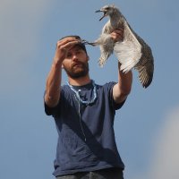 BELGIAN BIRDER(@davybosman) 's Twitter Profile Photo