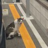 mushimanjukun's profile picture. ｷンｿﾞｸ ｸリｰﾌﾟｽｰｽﾞ…