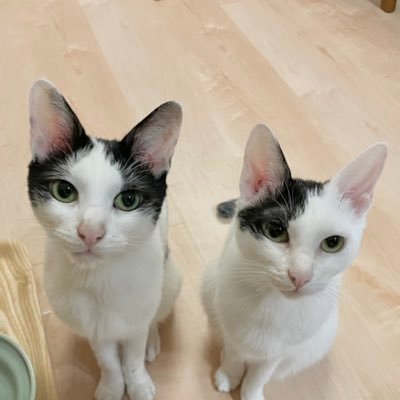 たまにQAやってる猫おじさん。でもAIがメインストリームになったかも。メインは猫ズのご飯とトイレ掃除を担当。あくまで個人のぼやきと気づきをポスト。web、エンベデッドなど、概ねQAを経験。色々やっているけど一応事業会社です。 企業様と意見交換会などはDMで受け付けますが無料です。断るケースもありますのでご理解ください。
