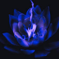 black1lotus1's profile picture. 