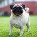 Pug Lulu (@puglulu131913) Twitter profile photo Pug Lulu (@puglulu131913) Twitter profile photo
