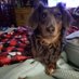 WhittySmitty, EvieTheDachshundsMom (@54WhittySmitty) Twitter profile photo