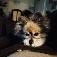 candy (@tinkertang) 's Twitter Profile