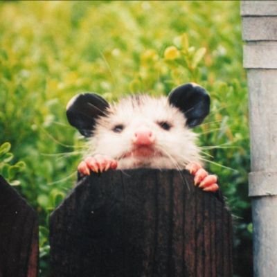 possumさんのプロフィール画像
