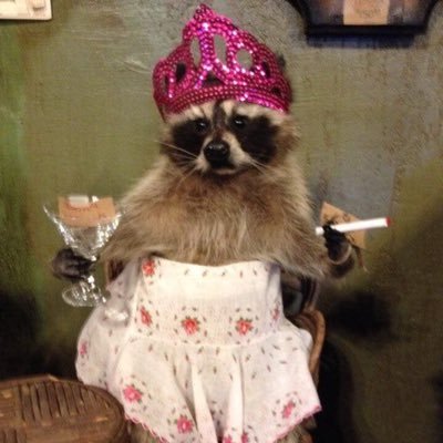 raccoonreality Profile Picture