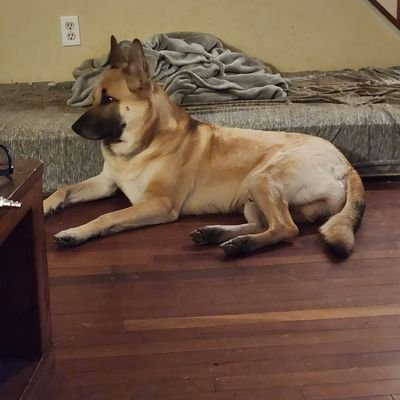 Sanity44463638's profile picture. Cancer survivor, dog lover, liberal, PTSD survivor.