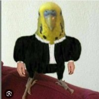 CiciKuş (@alavoramore) Twitter profile photo