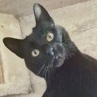 Spotlight 🐾🐈‍⬛🐾 (@spotlight29) 's Twitter Profile Photo