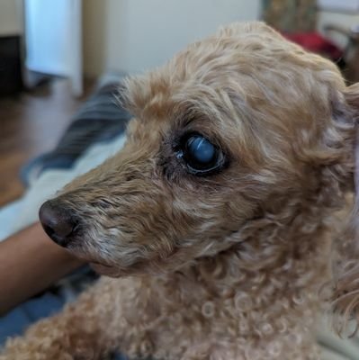 EvilPotata's profile picture. 