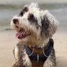 bemorebob2's profile picture. Hi pals, it’s me, Bob. I have a shop in Cheltenham and online! I love puddles, ballees and my sisfur Betty ❤️🐾