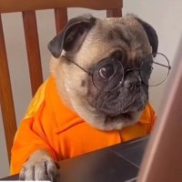 Para₿olic (@parabolicdad) 's Twitter Profile