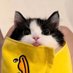 gatolopram (@gatolopram) Twitter profile photo