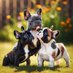 French Bulldog lovers (@Bulldog_french0) Twitter profile photo