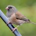 Portland Junco (@flocked_in) Twitter profile photo Portland Junco (@flocked_in) Twitter profile photo