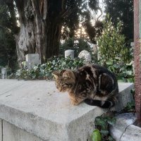 leyli 🇵🇸 (@liliium0) 's Twitter Profile Photo leyli 🇵🇸 (@liliium0) 's Twitter Profile Photo