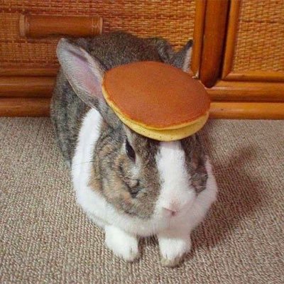 I have no idea what you’re talking about, so here’s a bunny with a pancake on its head.