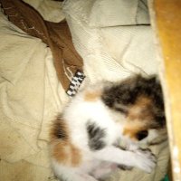 capul ku UwU😽 (@capulkucing) 's Twitter Profile