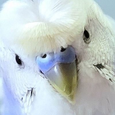 シマシマニアの召使い「いのり」がふじちゃんと生きる日常。 #羽衣セキセイインコ スパングルバイオレット💙'21/12末誕生→'22/2/23来臨。 #小鳥 #セキセイインコ 羊毛とイラストで小鳥を愛す垢→ @fuj1ch