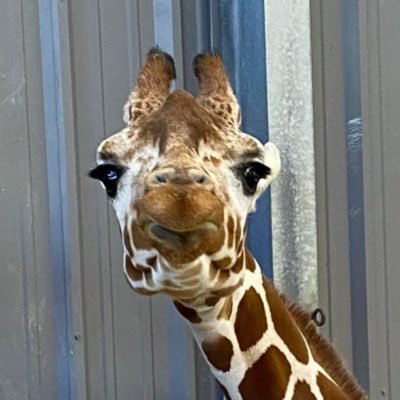 gbzinda's profile picture. 