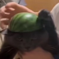 Bread🍞 (@ilikebreadyea) 's Twitter Profile