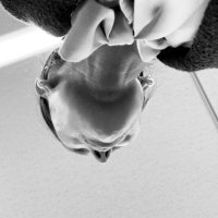 いのもも 人生ひとりツッコミ、 (@acoppelius) Twitter profile photo