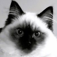 0xZ (@__0xz6__) 's Twitter Profile Photo 0xZ (@__0xz6__) 's Twitter Profile Photo