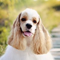 🌳Oakley🌳🐶 Fluffy Springtime Pants🐾🌻 (@oakley_angelwin) 's Twitter Profile