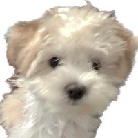 ふわふわだ (@_11d9m) 's Twitter Profile