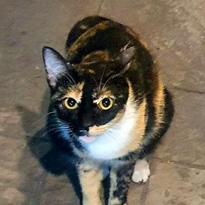 yohbcat's profile picture. 